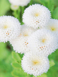 Chrysanthemum Snow Ball White Aster, Tanacetum Parthenium, Pompone Aster, 50 Seeds flower spore