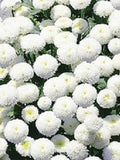 Snowball Chrysanthemum Seeds: White Pompone Aster, Perennial, 50 Seeds flower seeds