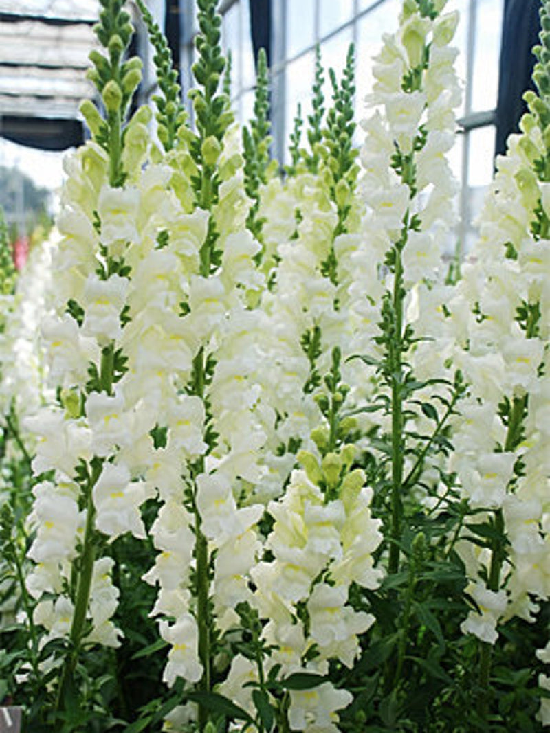 Snapdragon Snowy White Flower Seeds, Cottage Garden Flower, Antirrhinum majus, 50 SeedsF flower seeds