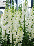 Snapdragon Snowy White Flower Seeds, Cottage Garden Flower, Antirrhinum majus, 50 SeedsF flower seeds