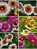 Tricolour Chrysanthemum Seeds - Single Daisy Chrysanthemums Used as Ground Cover / Cut Flower Garden / Rock Garden / Baskets and Container flower seeds
