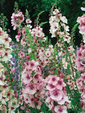 100 seeds  Mulleins Verbascum thapsus, Scrophulariaceae Organic flower seeds - mixed flower seeds