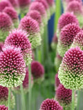 25 Drumstick Allium Seeds*Allium sphaerocephalon*Changes Colors*Red/Purple/Green Egg Shaped Flowers*Self Seeds*Round headed leek/garlic* flower spore