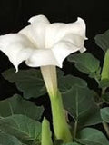 Sacred Fragrant Moon Flower Seeds, Datura Inoxia DA0510 flower seeds