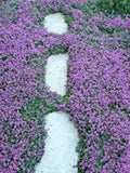 1000+ Creeping Thyme Seeds- Ground Cover Seeds-THYMUS SERPYLLUM- Magic Carpet- low maintenance drought resistant-B196 seeds bulk