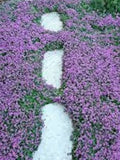 1000+ Creeping Thyme Seeds- Ground Cover Seeds-THYMUS SERPYLLUM- Magic Carpet- low maintenance drought resistant-B196 flower seeds