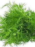 500+ Organic Dill Seeds- Heirloom Variety- Non GMO- Seeds- ANATHUM GRAVEOLENS----G017 seeds bulk