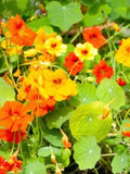 20 Nasturtium Out of Africa Flower Seeds- African Queen- Jewel of Africa Flower- - NASTURTIUM TROPAEOLUM Annual flower---B354 flower spore
