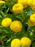 100+  Goldball Chrysanthemum  Flower Seeds-Chrysanthemum Tanacetum Parthenium-Rare Golden Ball Flower -Hard to Find Beautiful Perennial-B429 flower spore