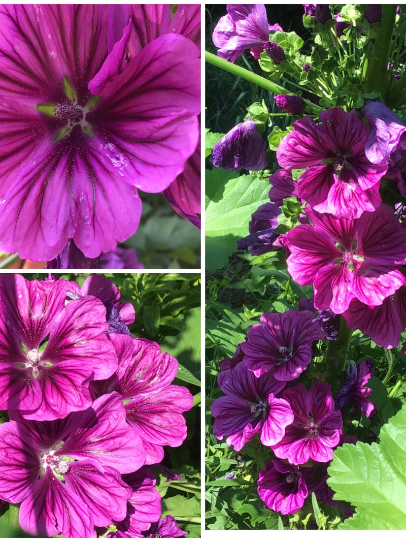 GRAPE PURPLE MALLOW Malva Seeds - Purple Malva Sylvestris Dramatic Deep Striped / Cheeses / High Mallow / Tall Mallow / Mauve des Bois seeds bulk