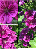 GRAPE PURPLE MALLOW Malva Seeds - Purple Malva Sylvestris Dramatic Deep Striped / Cheeses / High Mallow / Tall Mallow / Mauve des Bois seeds bulk