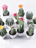 Artificial Cactus Plants, Simulated Succulent, Fake Cactus Potting Decoration faux plants