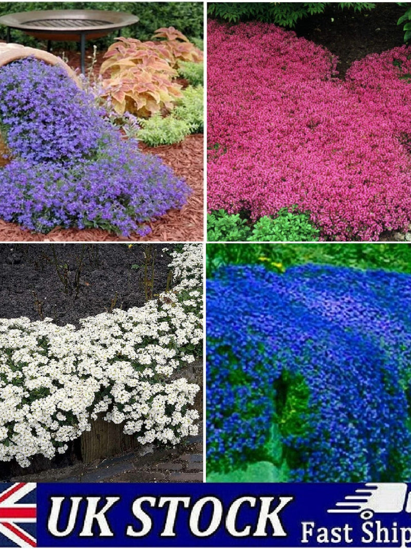 Creeping Thyme Seeds, Aromatic Herb, Ground Cover, Organic Non-GMO UK Seed seeds bulk