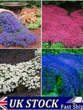 Creeping Thyme Seeds, Aromatic Herb, Ground Cover, Organic Non-GMO UK Seed seeds bulk