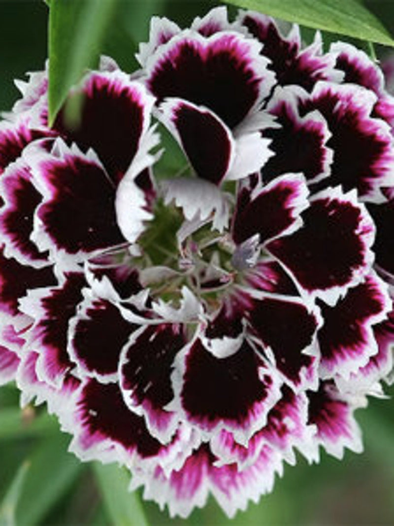 30+ Unique China pink chianti Flower seeds/ Dianthus chinensis / Cottage Garden / (G134) F flower seeds