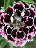 30+ Unique China pink chianti Flower seeds/ Dianthus chinensis / Cottage Garden / (G134) F flower seeds