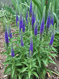 Spiked Speedwell - Veronica Spicata, Blue Flower, 50 Seeds flower spore