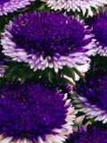 Blue Moon Aster Seeds, Aster Callistephus Chinensis CU8040 flower seeds