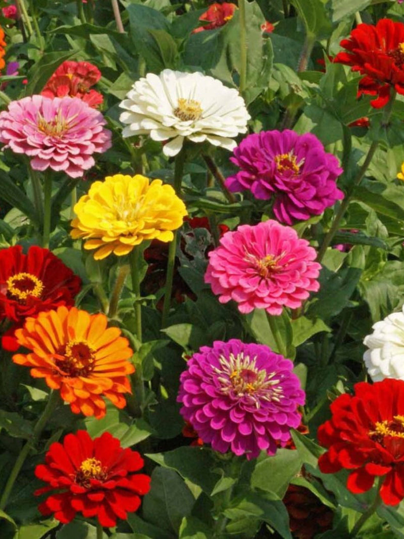 25/100/500 Zinnia California Giants Mix Garden Seeds*Zinnia elegans*Double/Semi Double Pink/Red/Purple/White/Orange/Yellow Flowers 4-5 in seeds bulk