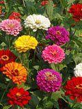 25/100/500 Zinnia California Giants Mix Garden Seeds*Zinnia elegans*Double/Semi Double Pink/Red/Purple/White/Orange/Yellow Flowers 4-5 in seeds bulk