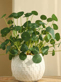 Fake Marsh Pennywort Plant, Hydrocotyle Vulgaris, Chinese Coin Plant, Small Lotus Leaf, Artificial Flower, Home Greenery Decor, Table Floral faux plants