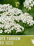 White Yarrow Heirloom Herb Seeds - Medicinal Herb, Open Pollinated, Non-GMO seeds bulk