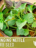 Stinging Nettle Seeds Ð Heirloom Herb, Culinary & Medicinal seeds bulk