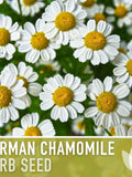 German Chamomile Herb Heirloom Seeds flower seeds