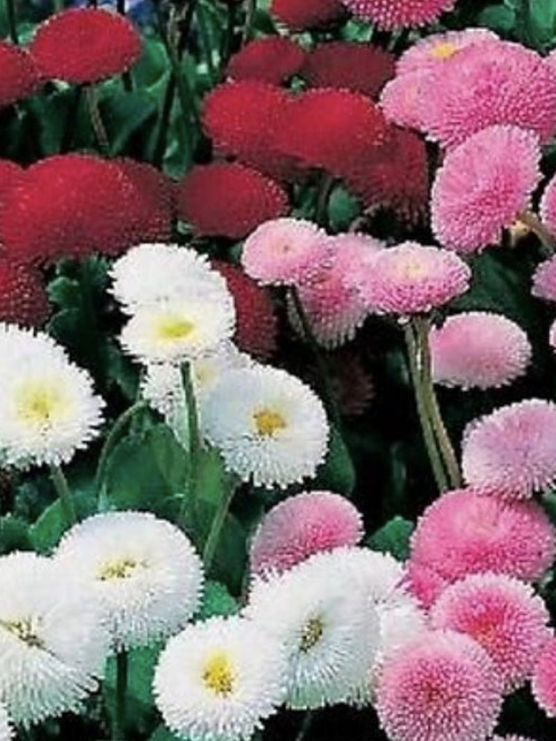 50+ Bellis perennis 'Pomponette' Mixed Seeds / English Daisy Flower Seeds / (G2) F flower seeds