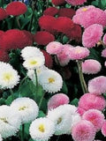 50+ Bellis perennis 'Pomponette' Mixed Seeds / English Daisy Flower Seeds / (G2) F flower seeds