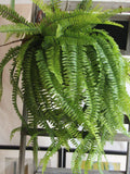 70cm/27.56" Persian fern wall hanging artificial flower plastic green plant fake flower vine faux plants