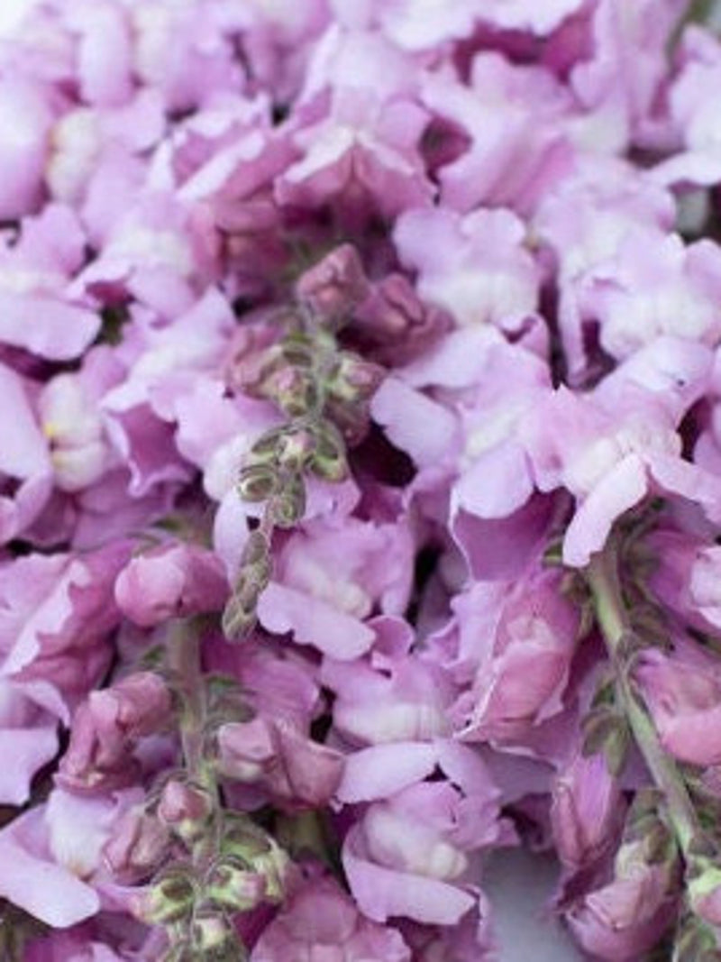 25 seeds Snapdragon ÔCannes Lavender II-IIIÕ Antirrhinum majus / Costa Summer Lavender flower spore