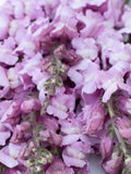 25 seeds Snapdragon ÔCannes Lavender II-IIIÕ Antirrhinum majus / Costa Summer Lavender flower spore