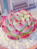 Echeveria chihuahuaensis, 10 Seeds, Succulent Seeds FLOWER DELIVERY
