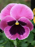 20+ Swiss Giant Pink Pansy Flower Seeds  / Viola Wittrockiana / (G33) F flower seeds