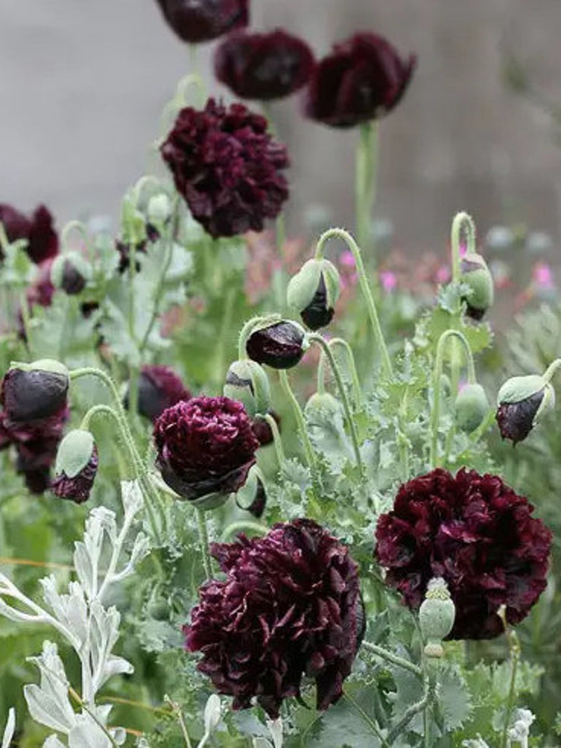 Black Peony Poppy, Papaver Somniferum, Cottage Garden Flower, 50 Seeds flower seeds
