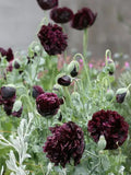 Black Peony Poppy, Papaver Somniferum, Cottage Garden Flower, 50 Seeds flower seeds