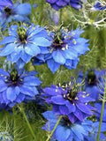 Nigella Miss Jekyll Indigo Seeds, Love in a Mist Flower, 50 Seeds flower spore