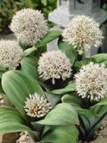 1,170 (9g) Allium karataviense Seeds*Award of Garden Merit*White Flowers*BULK WHOLESALE Flower Seeds seeds bulk
