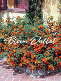 50/200 Lantana Seeds*Common Lantana*Shrub Verbena*Wild Sage*Blooms All Year*Indoor/Outdoor Plant*Evergreen Shrub*Orange/Red Yellow Flowers* flower seeds