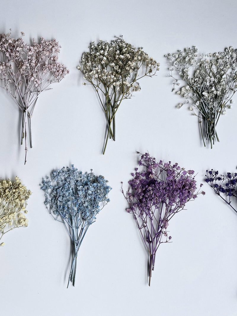 Dried Pressed Baby's Breath Million Star Flowers - Various Colors | Bulk, Perfect for decors, weddings & more flower spore