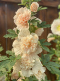 Blush Champagne Double Hollyhock SEED, Majorette flower seeds