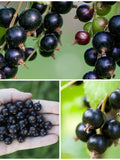 BLACK CURRANT Seeds - Ribes nigrum / The Blackcurrant also known as Cassis Grown for its Delicious Edible Berries / Berry Fruit Bush Seeds seeds bulk