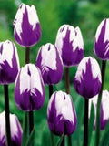 Rare Beautiful 50Pcs Tulip Flower Seeds Perennial Potted Plants Flowers seeds (It seed not the bulb) (9941) seeds bulk
