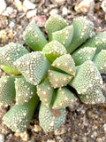 Titanopsis primosii, 10 Seeds, Succulent Seeds seeds bulk