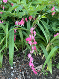Bleeding Heart Flower Seeds - mix of pink, red or white flowers possible - Dicentra spectabilis flower seeds