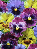 Ruffled Pansy Seeds: Can-Can Mix, Winter Spring Blooms, Container Garden, Viola Bouquet, 20 Seeds flower seeds