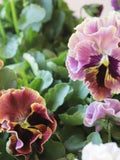 Ruffled Pansy Seeds, Viola Wittrockiana, Can-Can Mix,  Winter Spring Blooms, 20 Seeds seeds bulk