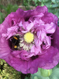50+ Double Peony VIOLET BLUSH Poppy Seeds  / Papaver Somniferum / Cottage Garden Flower / (G20) F seeds bulk