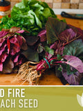 Red Fire Orach Seeds - Heirloom, Non-GMO flower seeds
